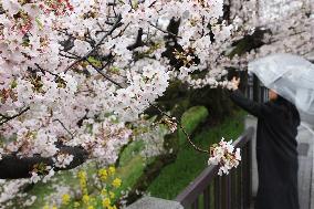 An image of the cherry blossoms at Kitanomaru Park (Kudan-minami)